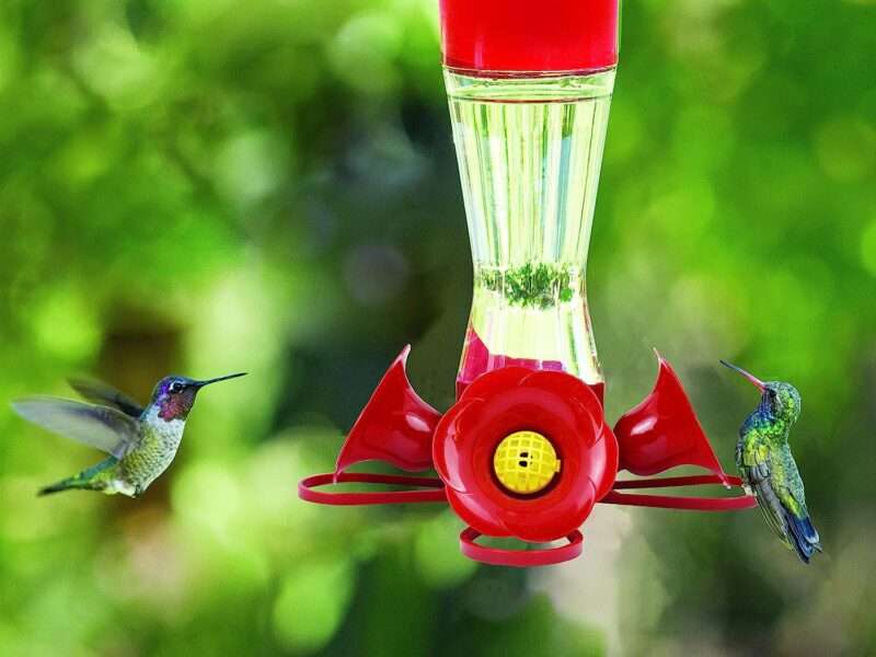 Perky-Pet 203CPBN-2 Pinch-Waist Glass Hummingbird Feeder with Perches, Built-in Ant Moat and Bee Guards - Outdoor Garden Décor - 2 Pack